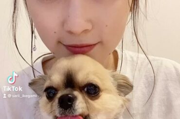 tiktokには載せてないただの遊び。♡
おやすみなさい。
#チワワ
#ロングコートチワワ
#Chihuahua...