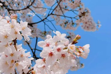 .
.
#桜 # 
#春ですね...