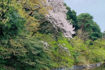 _



#spring
#cherryblossom...