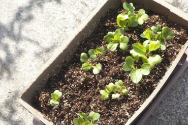 ベビーリーフ
新鮮な野菜にハマって、野菜生活を充実させようと
育てはじめてみました。
毎朝が楽しみ
#ベビーリーフ#家庭菜園#野菜生活...