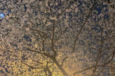 昨日のサウナ帰りの道︎ひとりで見上げながら、わ〜綺麗だなぁ、わ〜沢山咲いてる！と喋りながらお花見散歩しましたwww
.
.
.
#桜
#お花見
#夜桜...