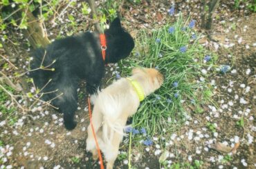 ほんと最近桜が綺麗ですね
散ってるの見ると寂しい...