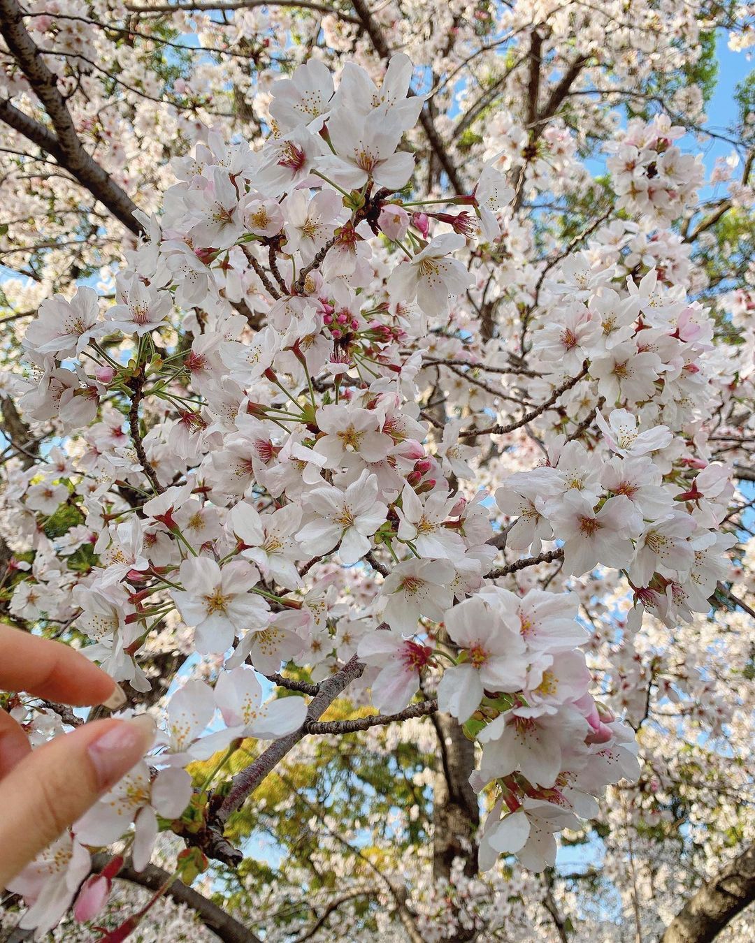 星島沙也加 昨日の雨で散ってしまったと思ったけど 今年も少しだけ桜が見れた 鶴舞公園 お花見 桜 名古屋 Moe Zine