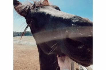 カリメロさんはアゴの下掻いてあげると喜びます

ただ、お客さんから頂くにんじんをお友達とシェアせずに独り占めしたがります
@nasufarmvillage...