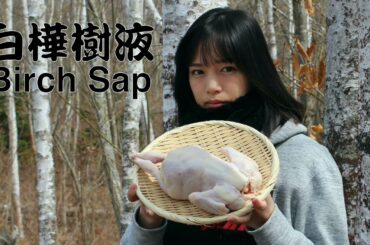 【白樺樹液】樹液採取：ゆで鶏：素麺：日本酒出汁割
