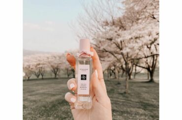 今の私はネイルも桜色
香水もジョマローンのサクラ チェリー ブロッサム

ファームは桜が満開です...