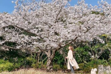 .
҈❀𝐶ℎ𝑒𝑟𝑟𝑦 𝑏𝑙𝑜𝑠𝑠𝑜𝑚❀҉

こんばんは。
先日、大好きなぱぴちゃんを連れて桜を観に行きました。

素敵な桜をご覧頂こうと、
写真を撮ったけど、ぱ...