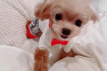 彼氏、蝶ネクタイが良く似合う...