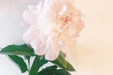 お家の芍薬…開きかけてる…可愛い…

 #芍薬...