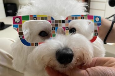 どの僕が好き？

#zozoglass #hanamasagram #ハクナマタタ...