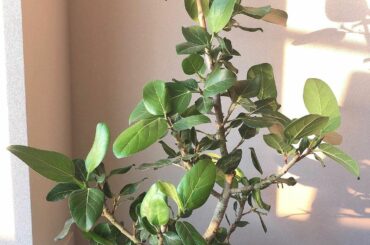 可愛い♡♡♡
.
#観葉植物
#ヒィカスベンガレンシス...