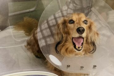 .
.
ちっちゃい怪獣︎

頑張って手術乗り越えました
世界一可愛い。宇宙一可愛い。
.
早くお家に帰ってこーい！
みんな待ってるよぉ！
.
.
#お鼻のお色が...