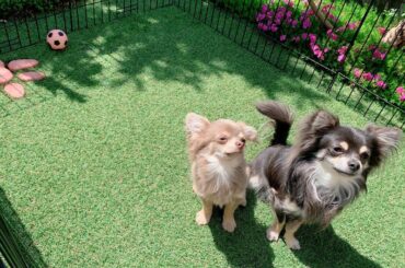 *
*
うちの子が可愛すぎる。。
*
*
#チワワ #チワワ部 #チワワのいる暮らし #わんちゃん #犬 #イザベラ #イザベラチワワ #ブルー #ブルーチワ...