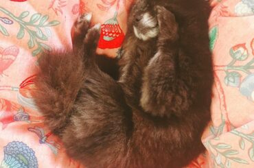 やーー( pωq )！

 #kotsume...