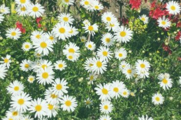 お久しぶりです︎︎
あったかくなると、お花もたくさん咲いてて幸せな気持ちになるね
散歩も気分が上がるなあって

最近のアルバムはこういう写真ばかりで、、笑
自分...