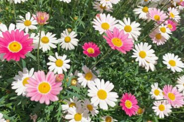 色味が可愛くてつい...
何歳になってもピンクはやっぱり
心惹かれる色だなあと思います︎
#flower #花 #花のある暮らし #マーガレット #ピンク...