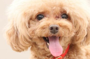 4/30は大事な大事なcherieの誕生日
シェリが6歳になりました
時が経つのがほんとに早い..
日付が変わった瞬間にけーきをたべて
おひるは、はじめて写真撮...