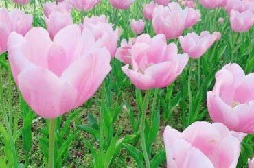 𓈒𓂂𓏸﻿
﻿
﻿
おやすみ︎︎ 素敵な夢がみれますように˘ᵕ˘ ᶻᶻᶻ﻿
﻿
綺麗なチューリップをおすそ分け⸜ ♡ ⸝﻿
﻿
#おやすみ #今日も一日お疲れ様で...