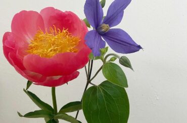 ﻿
ずっと気になってたシャクヤク。﻿
﻿
お部屋が一気に明るくなったよ﻿
﻿
﻿
#juicejuice #稲場愛香 #まなかん #アイドル #アイドル ﻿
#...