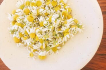 カモミールをたくさんもらったので、
しばらく眺めて楽しんでから、摘みました...