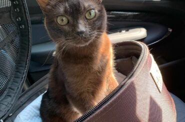 5月11日。
今日は道長の10歳のお誕生日﻿
﻿
この10年、本当にあっという間でした。﻿
﻿
楽しい時も辛い時もずっと3人で一緒にいた10年でした。
﻿
昨年...