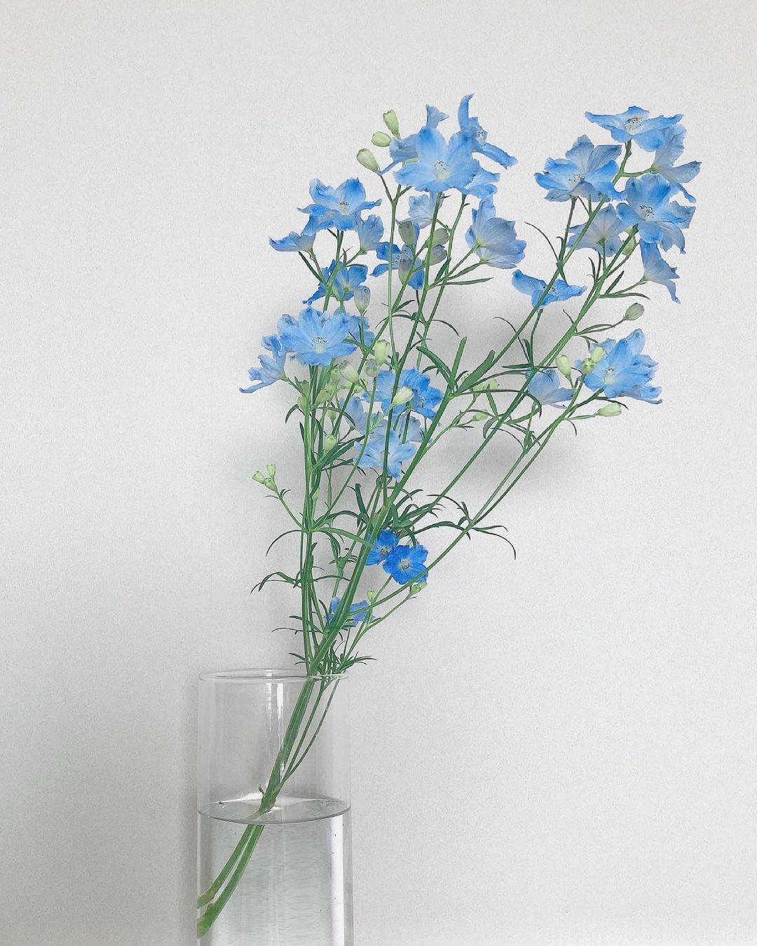 朝香りほ お花のある生活 名前覚えず買うから後から気になるの ルーティンなってる なにかわからん花 なになに花 カルミレール 適当予想 Moe Zine 朝香りほ お花のある生活 名前覚えず買うから後から気になるの ルーティンなってる なにかわからん花 なになに花 カルミレール 適当予想 Moe Zine