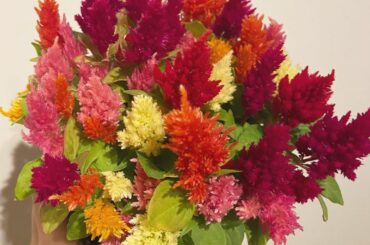 
ケイトウが可愛くて可愛くて…♡﻿
﻿
﻿
#juicejuice #稲場愛香 #まなかん #アイドル #idol ﻿
#ケイトウ #お花 #色合いが可愛すぎ...