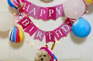 .
先日5/5は愛犬もなかの5歳の
お誕生日でした︎
今まであんまりちゃんとお祝いしたことがなかったので今年は盛大にお祝いしました

無糖の水切りヨーグルト
さ...