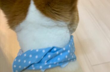 ウチの子のサマーカット後ろ姿愛しすぎ会いたいよ〜

#サマーカット #コーギー #コーギーのいる暮らし...