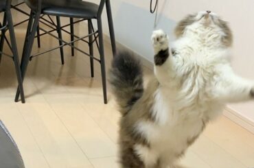 我が家のテトくん、太り過ぎなのでおもちゃダイエット習慣に入ります。
#テト #ねこすたぐらむ...