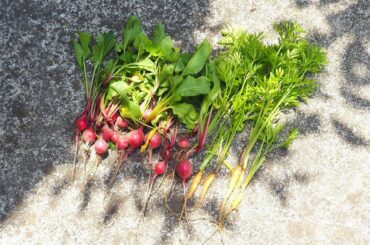 間引きしたラディッシュと人参
小さいけど色も綺麗でかわいい
美味しくいただきます
#carrot#Babycarrot#radish#vegetable
#菜園...