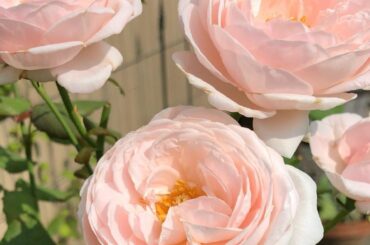 実家の薔薇
今年はいつ咲くかな

#home...