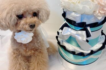 シェリのお誕生日祝いで
姉からダイパーケーキをプレゼントしてもらいました

ダイパーケーキは
赤ちゃんのオムツケーキ的なもので
わんちゃんのおトイレ用シーツでで...