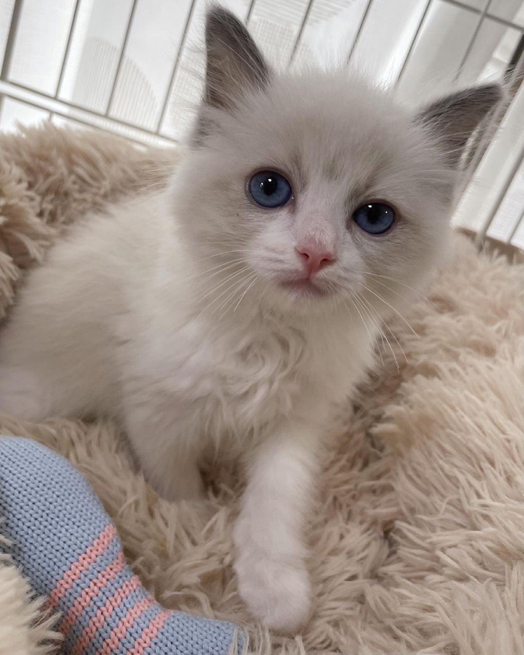 高崎かなみ 可愛い子猫ちゃんをお迎えしました ラグドールのうゆくんです 3月21日生まれで まだ生後2ヶ月 天使すぎる Ragdoll R Moe Zine 高崎かなみ 可愛い子猫ちゃんをお迎えしました ラグドールのうゆくんです 3月21日生まれで まだ生後2ヶ月 天使すぎる Ragdoll R Moe Zine