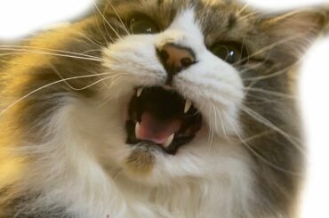 う、うわあああああ（パート2）笑
はあ、可愛い…！
稽古でヘトヘトになった後の癒しだあ
#テト #急に興奮する #でもこの顔はキレ過ぎ...