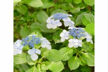 *
いつのまにか咲いていた
毛利庭園の紫陽花

今日の衣装は
@tonal_official でした

#6月#紫陽花#アジサイ#毛利庭園#ABEMA#ABEM...