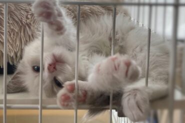 今朝の甘えん坊うゆさん...