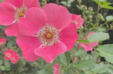 
お花と動物に癒される。﻿
﻿
﻿
#juicejuice #稲場愛香 #まなかん #アイドル #idol ﻿
#お花 #動物 #癒し...