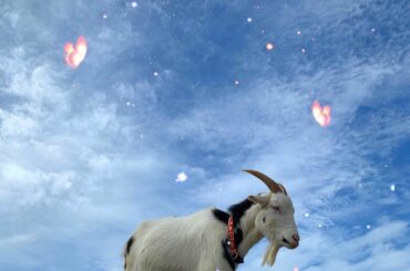 Maaaaaaaaaybe dinner is ready 
Goats will eat anything!...