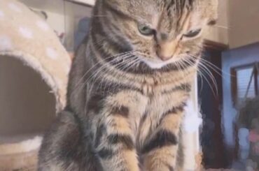 ﻿
テレビ電話でロアちゃんに会う日々…﻿
﻿
﻿
#juicejuice #稲場愛香 #ロアちゃん #アメショ #猫 ﻿
#実家 #愛猫 #テレビ電話 #北海道...