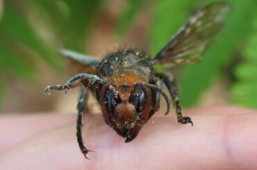 ㅤㅤㅤㅤㅤㅤㅤㅤㅤㅤㅤㅤㅤ
家の林を歩いていたらスズメバチ発見
ㅤㅤㅤㅤㅤㅤㅤㅤㅤㅤㅤㅤㅤ
すでにお亡くなりになっていましたが、あまりの大きさに驚きました( ;...