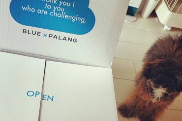 .
ブルーが小さい頃から
すきです
ブルーがメインの
@blue_palang.official の
ニットがさらっとしてて
色がきれいでかわいくて
今のお天気...