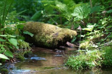 ㅤㅤㅤㅤㅤㅤㅤㅤㅤㅤㅤㅤㅤ
初4K動画です
ㅤㅤㅤㅤㅤㅤㅤㅤㅤㅤㅤㅤㅤ
深い森の中、静かに流れる水の音と鳥のさえずり
ㅤㅤㅤㅤㅤㅤㅤㅤㅤㅤㅤㅤㅤ
夜眠る前や勉強...