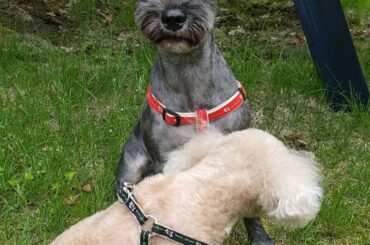 ㅤㅤㅤㅤㅤㅤㅤㅤㅤㅤㅤㅤㅤ
早朝からのんびりお散歩
ㅤㅤㅤㅤㅤㅤㅤㅤㅤㅤㅤㅤㅤ
7.5㎞コースでしたが途中でバニラが抱っこしてモードに入り、バニラを抱えながらの...