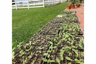 まんちゃんとYouTubeチームで植えたひまわりの芽がちょっとずつ顔出してきた

可愛い...