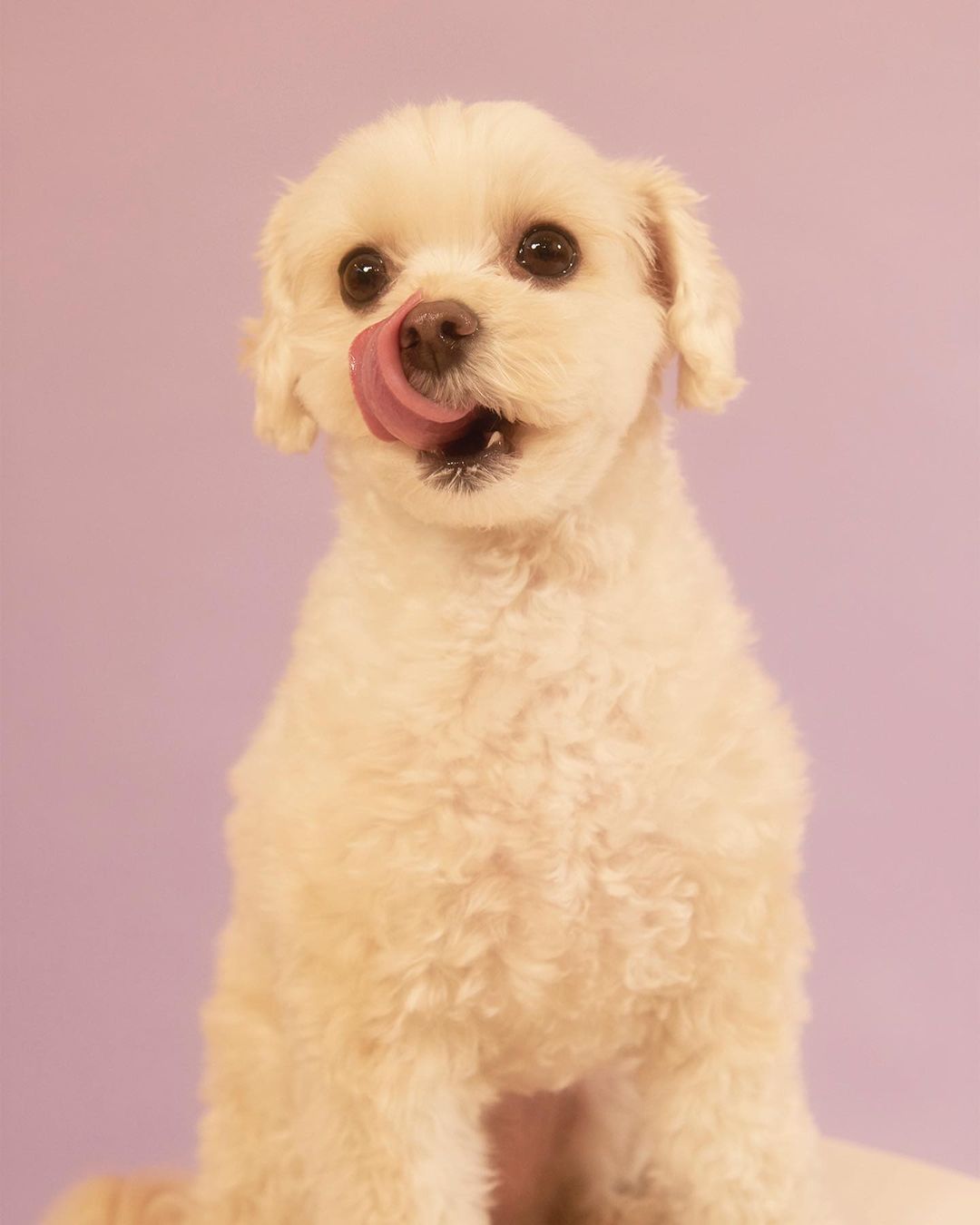 きゃりーぱみゅぱみゅ あめちゃん3歳のお誕生日おめでとう よく まだ赤ちゃんですか と気かれるけど立派なお姉さんだね あめちゃんと出会えて本当に幸せいつもありがとう Moe Zine