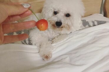 なつのあじ

#山形　#さくらんぼ...