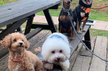 The Farmさんのドッグランつきのコテージに泊まったのですが、窓を開けたら犬たちが走れるし、

野菜の収穫体験できたり、
ぽにおや山羊もいてなかなか普段堪能...