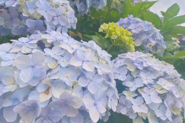 もう紫陽花の季節終わっちゃうね
⁡
⁡
#juicejuice #稲場愛香 #まなかん #アイドル #idol 
#いつかの #紫陽花 #お花 #可愛い #癒...