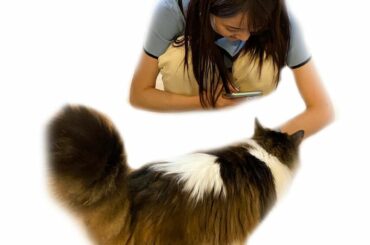 可愛い
ちぃちゃんを撮る口実にテトをつかわせてもらいました…笑
またおいでね、ちぃちゃん
#ちぃちゃん #森戸知沙希 #モーニング娘21 
#テト #ねこのいる...